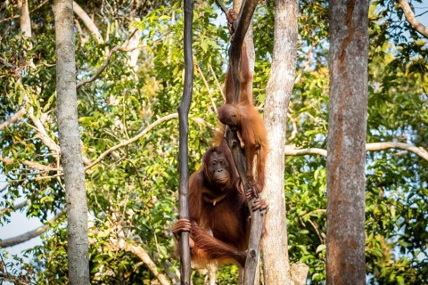 Bornean orangutan (Pongo pygmaeus) climbing tree