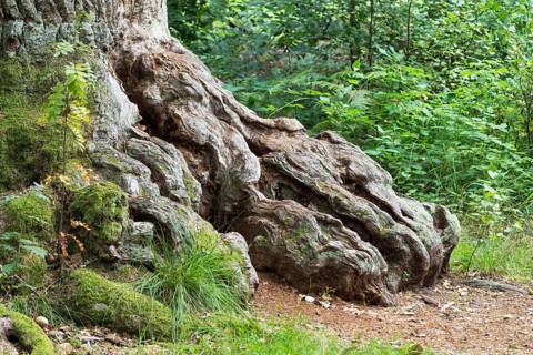 Root of an old oak