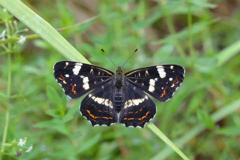 Map butterfly (Araschnia levana)