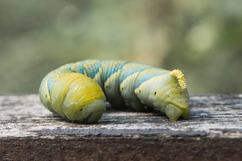 Caterpillar of the Death's head hawkmoth (Acherontia atropos)