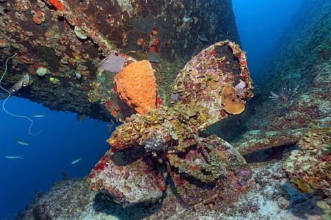 Reticulated barrel sponge (Verongula gigantea) growing on propeller