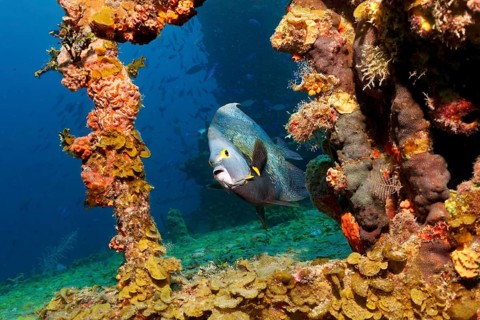 French Angelfish (Pomacanthus paru) swimming around shipwreck