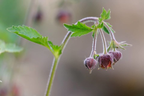 Bach clovewort (Geum rivale)
