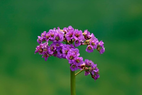 Bergenia