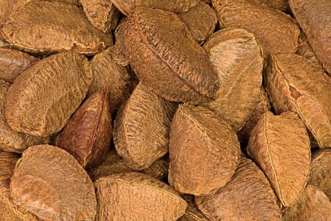 Brazil nut (Bertholletia excelsa)