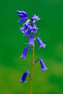 Spanish bluebell (Hyacinthoides hispanica)