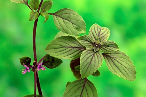 Shrub Basil (Ocimum basilicum) Magic Blue (Magic Blue)