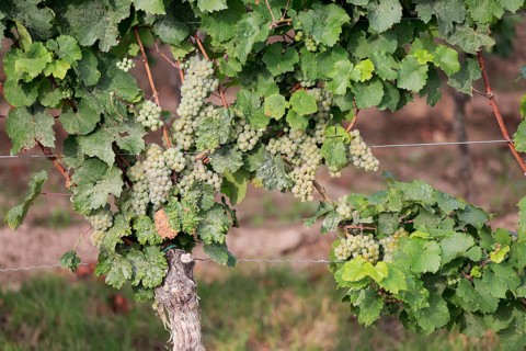 Grape vine (Vitis vinifera)