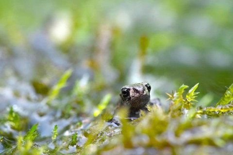 Common toad (Bufo bufo)