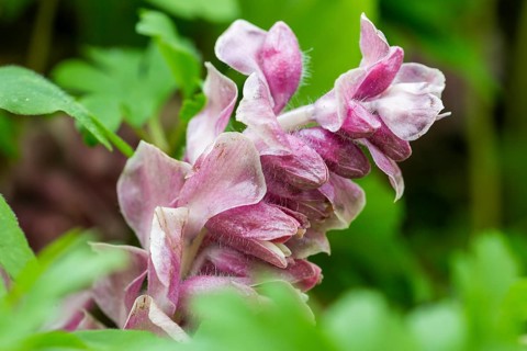 Common toothwort (Lathraea squamaria)