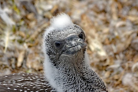Northern gannet (Morus bassanus)