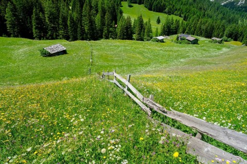 Alpine meadows of the Oberreinsalm