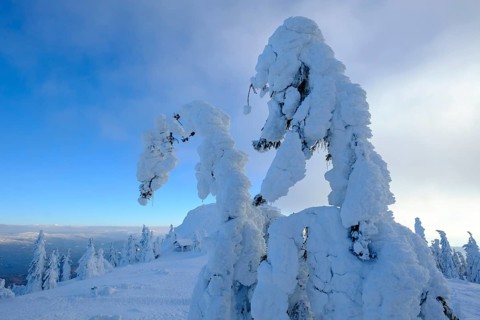 Snow-covered spruces