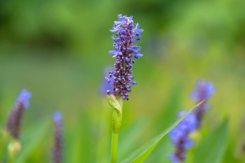 Flower of heart-leaved pikewort (Pontederia cordata)
