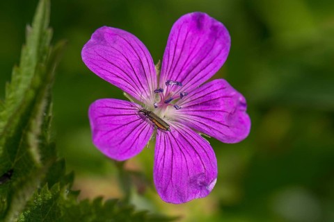 Flower of the blood-red Bloody cranesbill (Geranium sanguineum) with a beetle