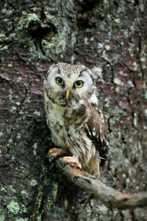 Tengmalm's owl (Aegolius funereus)