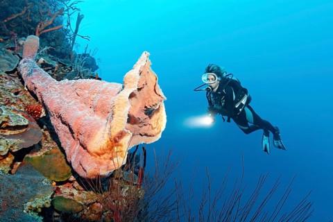 Diver looking at large pink vase sponge (Niphates digitalis)