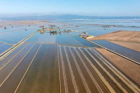 Flooded rice fields in May