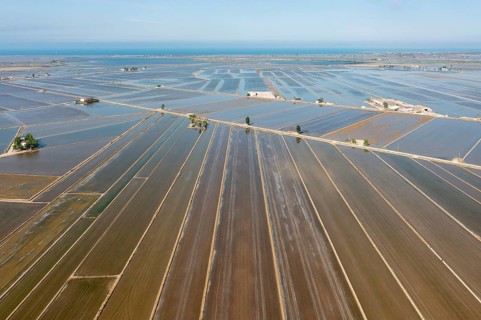 Flooded rice fields in May