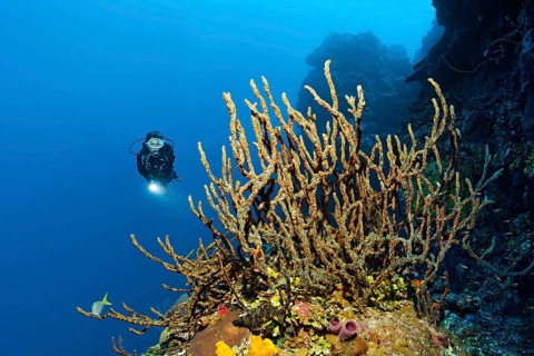 Diver on coral reef wall looking at green finger sponge (Lotrochota birotulata) with colonies of golden zoanthid (Parazoanthus swiftii)