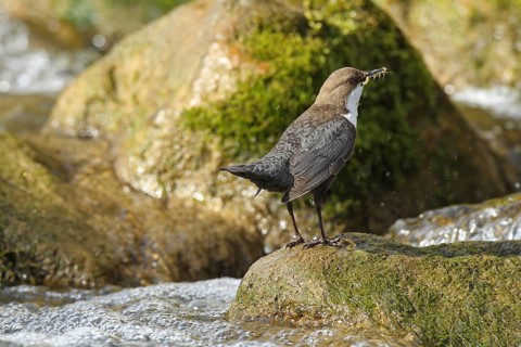 White breasted dipper (Cinclus cinclus) Old bird with stream fleas (Gammarus fossarum) in mountain stream