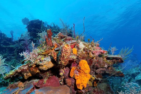 Typical Caribbean coral reef with various sponges and corals