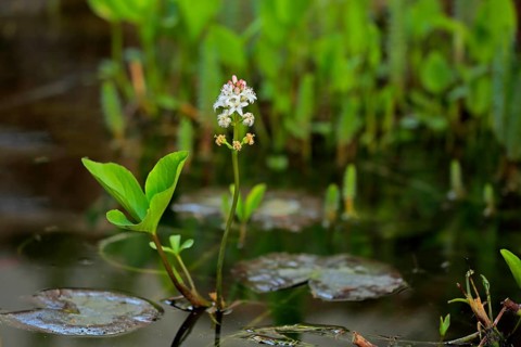 Bog bean (Menyanthes trifoliata)