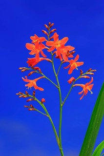 Montbretia (Crocosmia x crocosmiiflora)