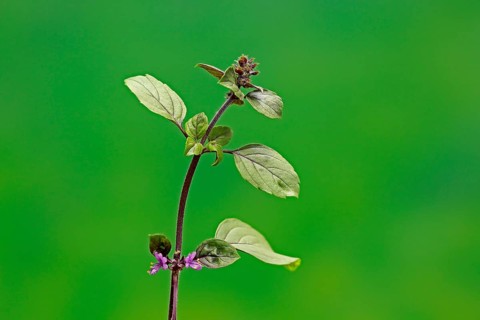 Shrub Basil (Ocimum basilicum) Magic Blue (Magic Blue)