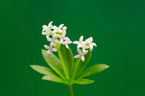 Woodruff (Asperula odorata)