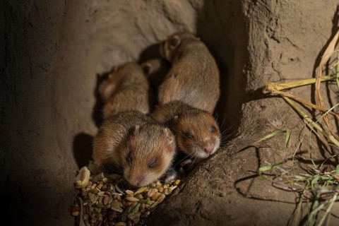 European Hamster