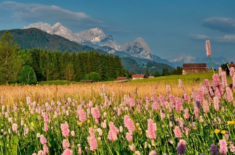 Mountain meadow