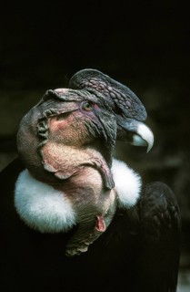 Andean Condor