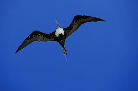 GREAT FRIGATEBIRD