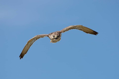 Saker falcon
