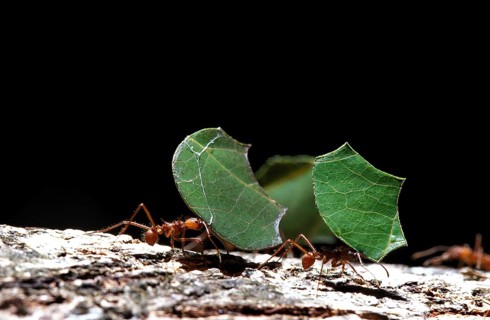 Leaf-Cutter Ant