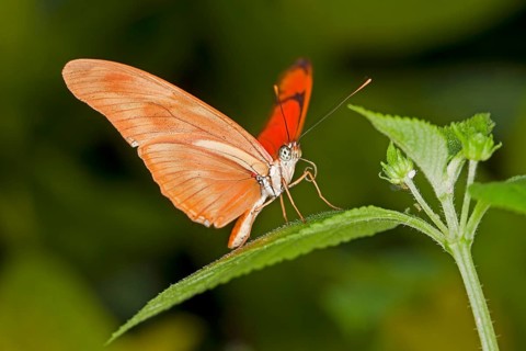 Julia butterfly