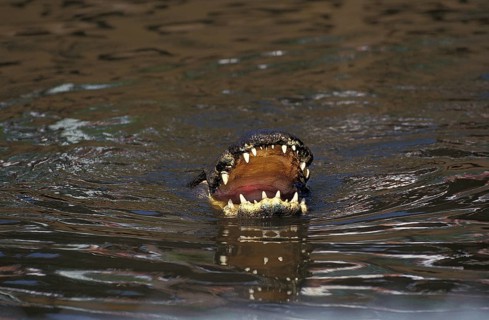 AMERICAN ALLIGATOR alligator mississipiensis