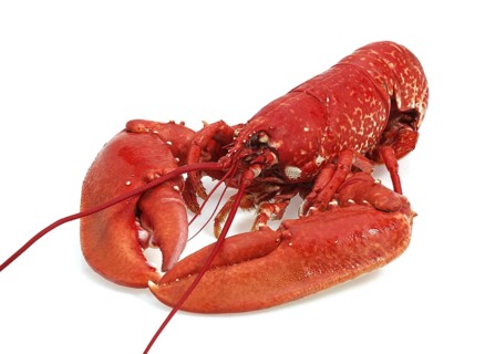Lobster