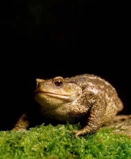 Common toad
