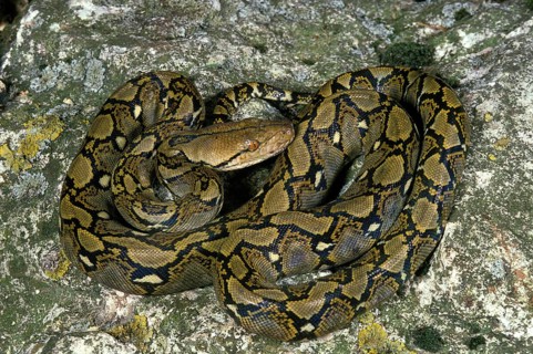 Reticulated python