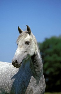 Lusitano horse