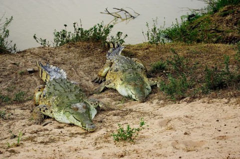 Orinoco Crocodile