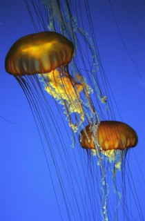 Purple-Stripped Jellyfish