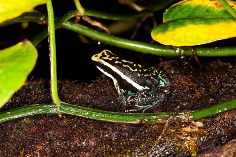 PLEASING POISON FROG epipedobates bassleri