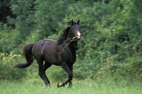 SHAGYA HORSE