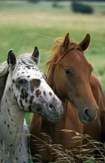 Paint Horse