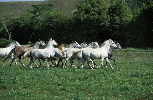 LIPIZZANER