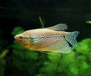 Mosaic gourami