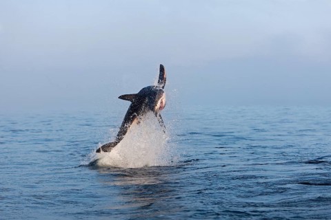 Great white shark